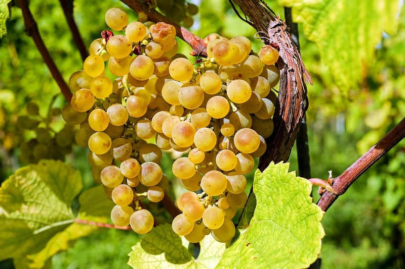 Vineyard